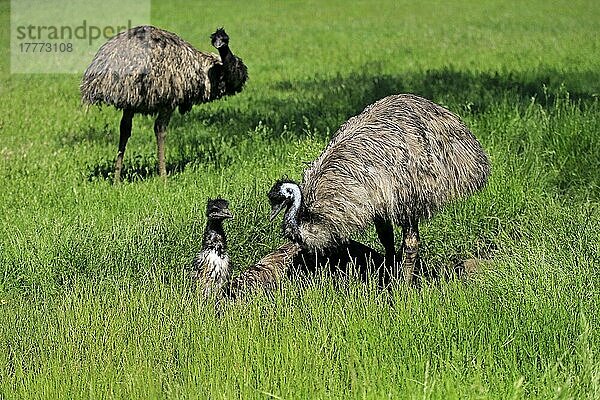 Emu (Dromaius novaehollandiae)  Gruppe erwachsener Tiere  Mount Lofty  Südaustralien  Australien  Ozeanien