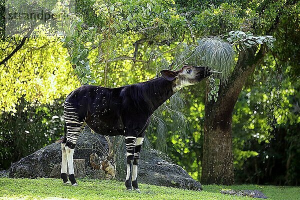 Okapi (Okapia johnstoni)  Erwachsener bei der Fütterung