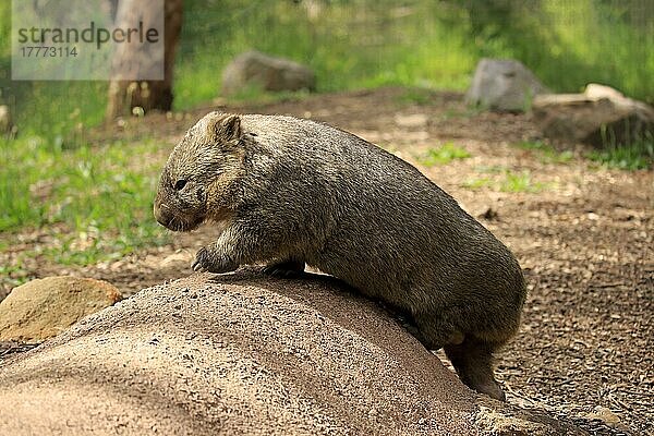 Gewöhnlicher Wombat (Vombatus ursinus)  erwachsen  Mount Lofty  Südaustralien  Australien  Ozeanien