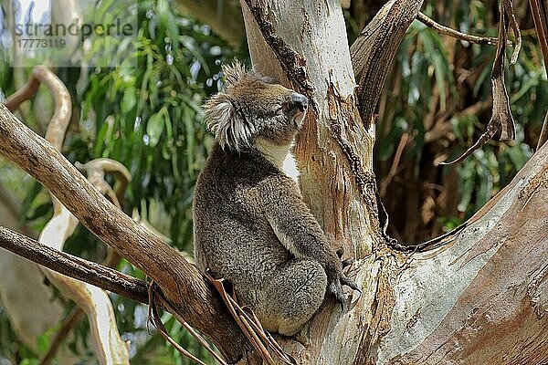 Koala (Phascolarctos cinereus)  adult auf Baum  Mount Lofty  South Australia  Australien  Ozeanien