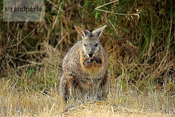 Tammar Wallaby  Dama-Wallaby (Macropus eugenii)  erwachsen  Kangaroo Island  Südaustralien  Australien  Ozeanien