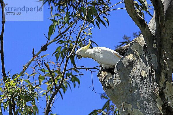 Schwefelhaubenkakadu (Cacatua galerita)  Erwachsener auf Baum bei Bruthöhle  Murramarang National Park  South Australia  Australien  Ozeanien