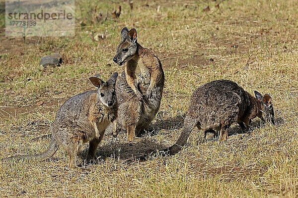 Derbywallaby (Macropus eugenii)  Tammarkänguru  Dama-Wallaby  adult Gruppe fressend  Kangaroo Island  South Australia  Australien  Ozeanien