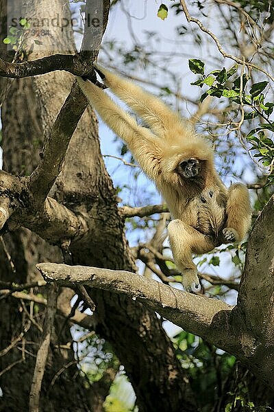 Weißhandgibbon (Hylobates lar)  erwachsenes Weibchen  Südostasien