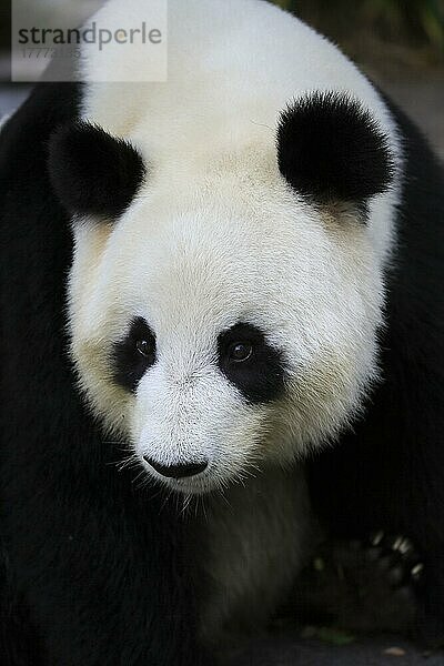 Großer Panda (Ailuropoda melanoleuca)  Porträt eines Erwachsenen  Adelaide  Südaustralien  Australien  Ozeanien