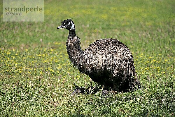 Emu (Dromaius novaehollandiae)  erwachsen  ruhend  Mount Lofty  Südaustralien  Australien  Ozeanien