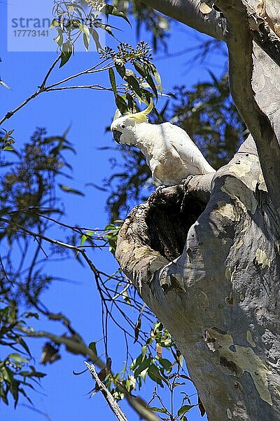 Schwefelhaubenkakadu (Cacatua galerita)  Erwachsener auf Baum bei Bruthöhle  Murramarang National Park  South Australia  Australien  Ozeanien