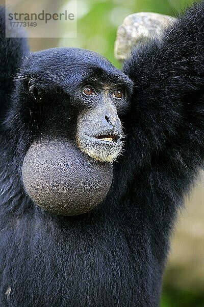 Siamang (Symphalangus syndactylus)  Portrait eines erwachsenen Tieres  Südostasien