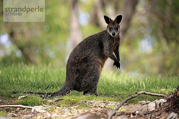 Sumpfwallaby (Wallabia bicolor)  erwachsen  Mount Lofty  Südaustralien  Australien  Ozeanien