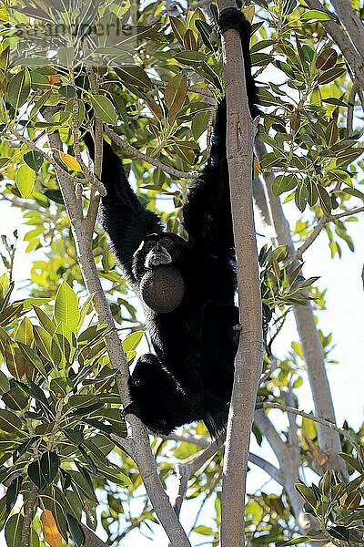 Siamang (Symphalangus syndactylus)  erwachsener Rufer auf Baum  Südostasien