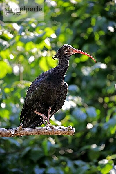 Nördlicher Waldrapp (Geronticus eremita)  erwachsen  Europa