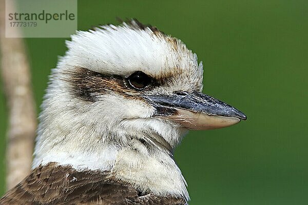 Lachender Kookaburra  erwachsen (Dacelo gigas)  Australien  Ozeanien