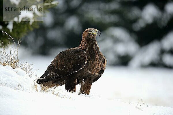 Steinadler (Aquila chrysaetos)  erwachsen  Zdarske Vrchy  Böhmisch-Mährisches Hochland  Tschechische Republik  Europa