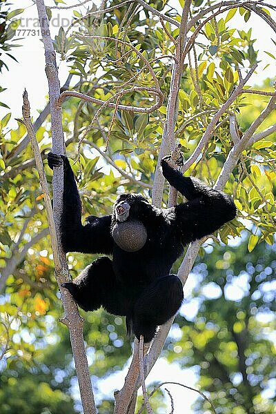 Siamang (Symphalangus syndactylus)  erwachsener Rufer auf Baum  Südostasien