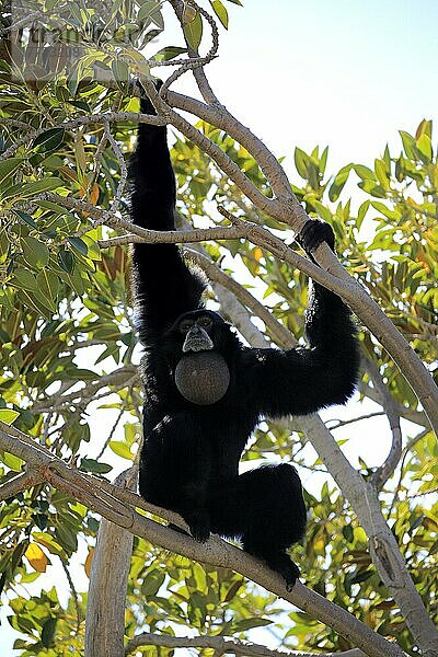 Siamang (Symphalangus syndactylus)  erwachsener Rufer auf Baum  Südostasien