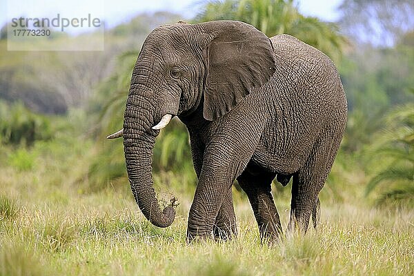Afrikanischer Elefant (Loxodonta africana)  adult  fressend  Nahrungsaufnahme  Hluhluwe Umfolozi Nationalpark  Hluhluwe iMfolozi Nationalpark  KwaZulu Natal  Südafrika