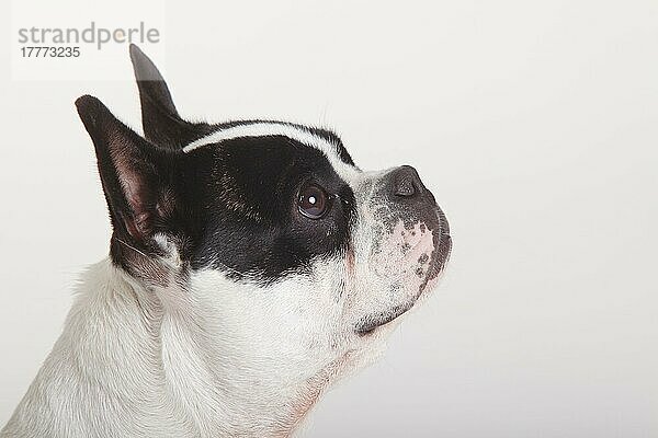Französische Bulldogge  Hündin  Profil