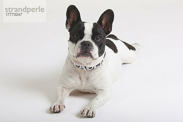 Französische Bulldogge  Hündin  Halsband