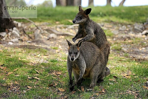 Sumpfwallaby (Wallabia bicolor)  erwachsenes Paar  Sozialverhalten  Mount Lofty  Südaustralien  Australien  Ozeanien