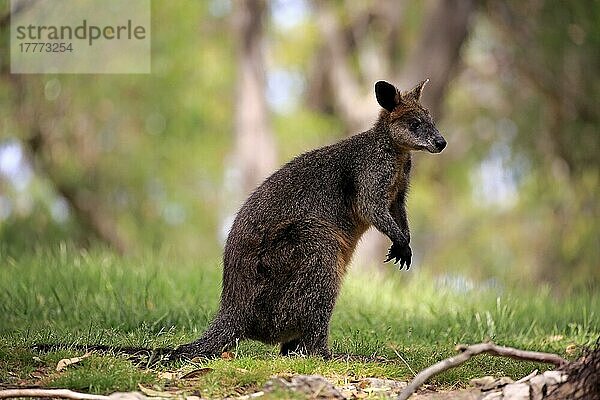 Sumpfwallaby (Wallabia bicolor)  erwachsen  Mount Lofty  Südaustralien  Australien  Ozeanien