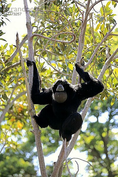 Siamang (Symphalangus syndactylus)  erwachsener Rufer auf Baum  Südostasien