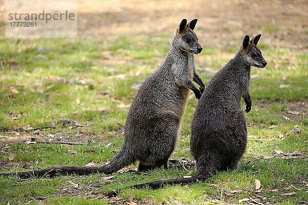 Sumpf-Wallaby  erwachsenes Paar  Mount Lofty  Südaustralien (Wallabia bicolor)  Australien  Ozeanien