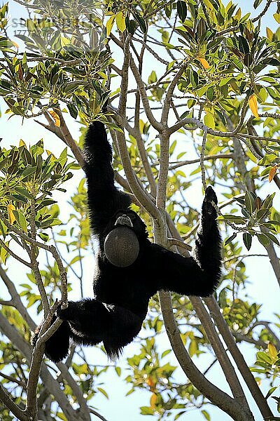 Siamang (Symphalangus syndactylus)  erwachsener Rufer auf Baum  Südostasien