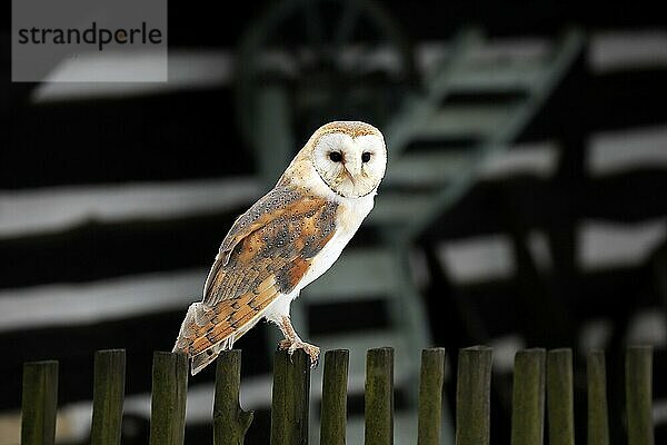 Schleiereule (Tyto alba)  erwachsen  Zdarske Vrchy  Böhmisch-Mährisches Hochland  Tschechische Republik  Europa