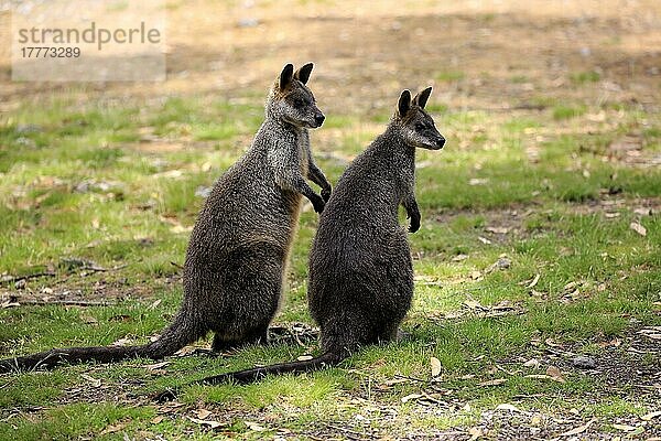 Sumpf-Wallaby  erwachsenes Paar  Mount Lofty  Südaustralien (Wallabia bicolor)  Australien  Ozeanien