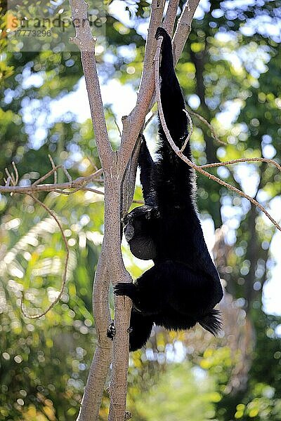 Siamang (Symphalangus syndactylus)  erwachsener Rufer auf Baum  Südostasien