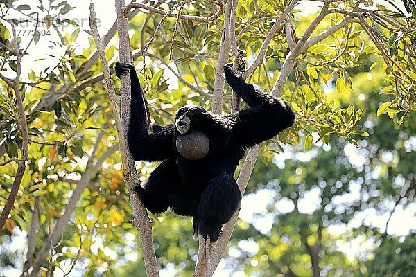 Siamang (Symphalangus syndactylus)  erwachsener Rufer auf Baum  Südostasien