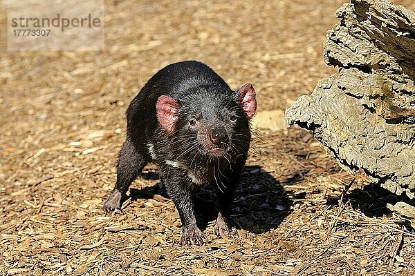 Tasmanischer Teufel (Sarcophilus harrisii)  erwachsen  Mount Lofty  Süd-Australien  Australien  Ozeanien