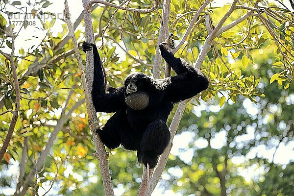 Siamang (Symphalangus syndactylus)  erwachsener Rufer auf Baum  Südostasien