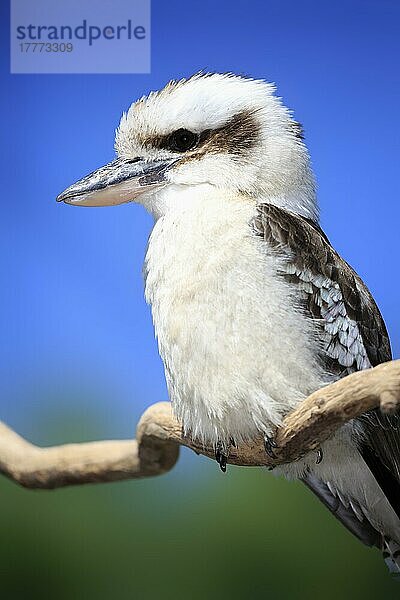 Lachender Kookaburra  erwachsen (Dacelo gigas)  Australien  Ozeanien