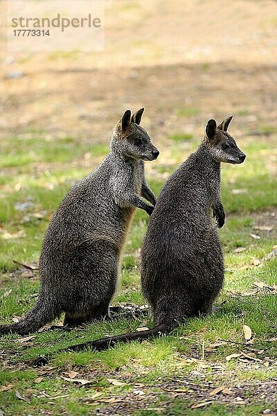 Sumpf-Wallaby  erwachsenes Paar  Mount Lofty  Südaustralien (Wallabia bicolor)  Australien  Ozeanien