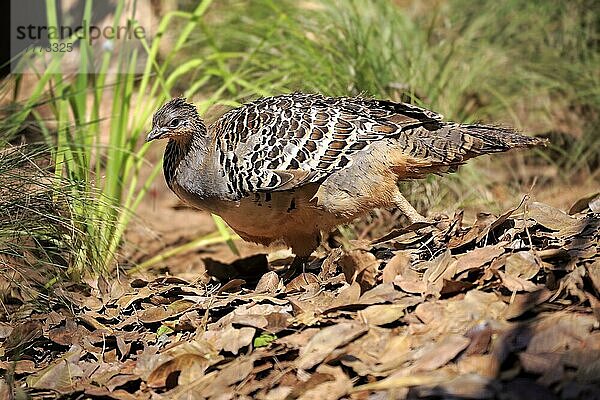 Malaienhuhn  erwachsenes Männchen am Nest  Adelaide  Südaustralien  Australien (Leipoa ocellata)