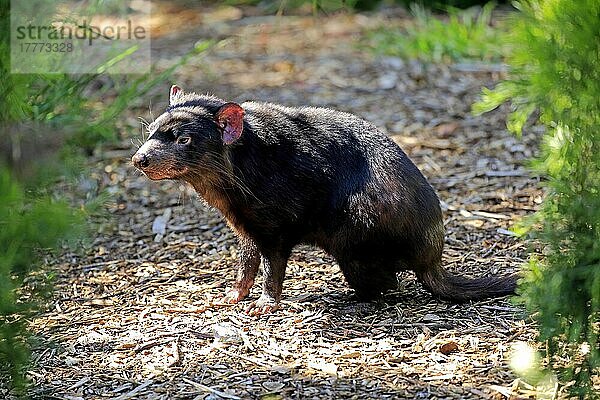 Tasmanischer Teufel (Sarcophilus harrisii)  erwachsen  Mount Lofty  Süd-Australien  Australien  Ozeanien