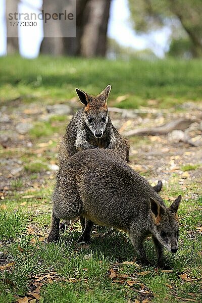 Sumpfwallaby (Wallabia bicolor)  erwachsenes Paar  Sozialverhalten  Mount Lofty  Südaustralien  Australien  Ozeanien