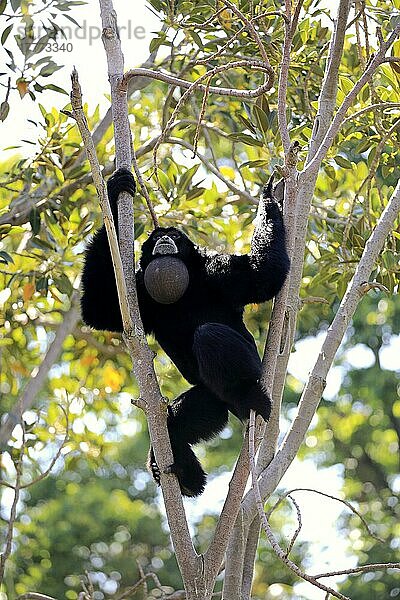 Siamang (Symphalangus syndactylus)  erwachsener Rufer auf Baum  Südostasien