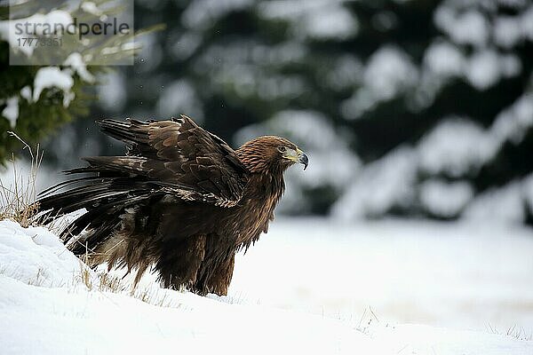 Steinadler (Aquila chrysaetos)  erwachsen  Zdarske Vrchy  Böhmisch-Mährisches Hochland  Tschechische Republik  Europa