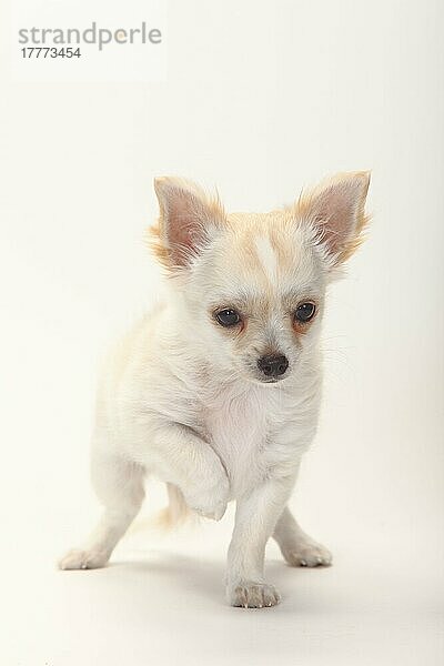 Chihuahua  langhaarig  Welpe  12 Wochen