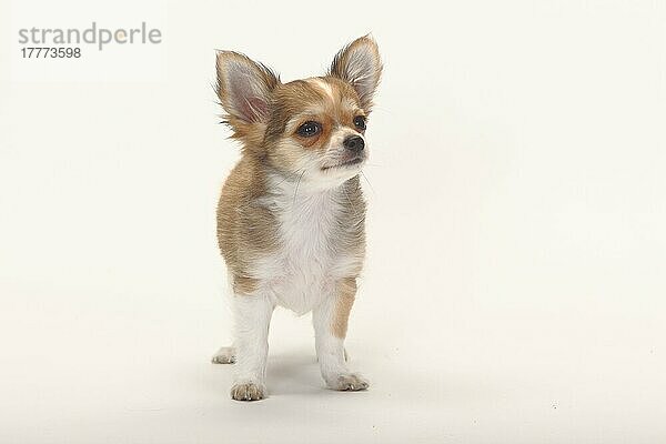 Chihuahua  langhaarig  Welpe  12 Wochen