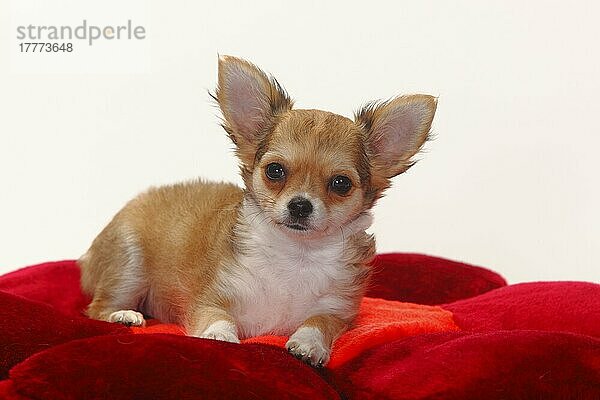Chihuahua  langhaarig  Welpe  12 Wochen  Kissen