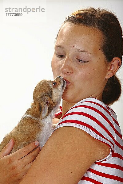 Mädchen mit Chihuahua  langhaarig  Welpe  12 Wochen