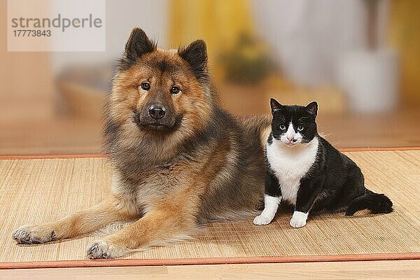 Eurasier  Rude  und Hauskatze  Kater