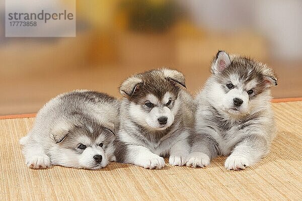 Alaskan Malamutes  Welpen  6 Wochen