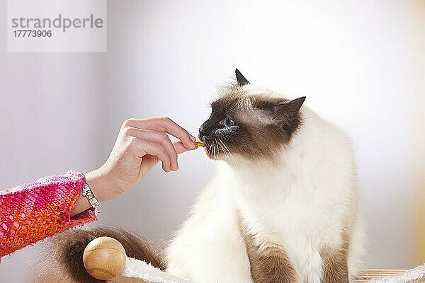 Birmakatze  seal-point  bekommt Leckerchen  Heilige Birma