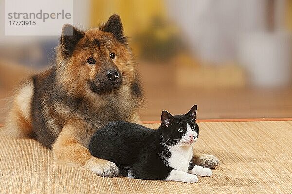 Eurasier  Rude  und Hauskatze  Kater