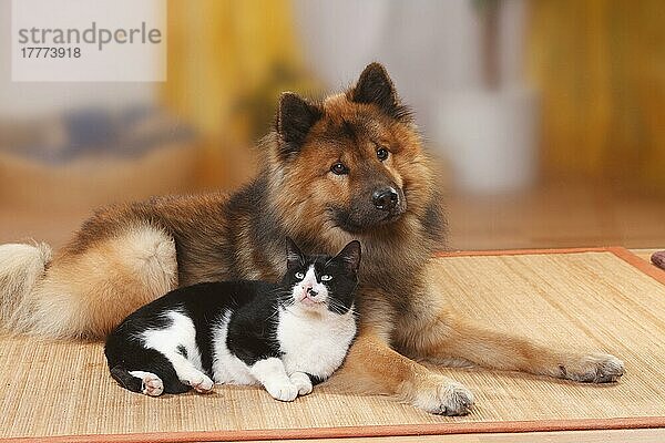 Eurasier  Rude  und Hauskatze  Kater