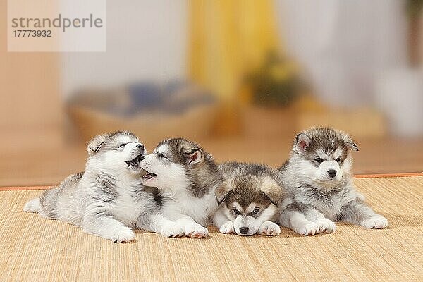 Alaskan Malamutes  Welpen  6 Wochen